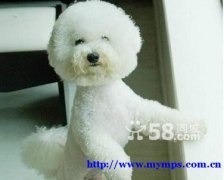 自家纯种比熊,出售两个月特可爱的比熊宝宝