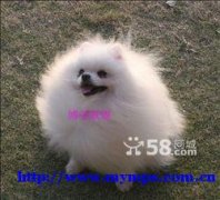 名不虚传 博美联盟的白博美就是养眼 种公